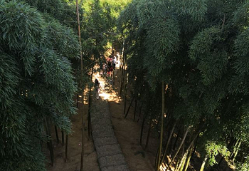 中国大竹海景区第 67 张图片
