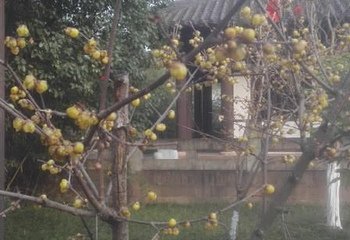昭化古城第 49 张图片