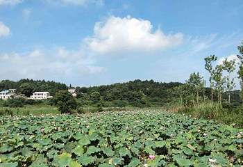 洋沙湖第 46 张图片