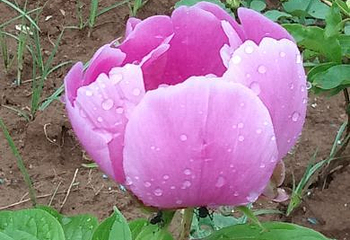 豪泽国际郁金香花海欢乐城第 74 张图片
