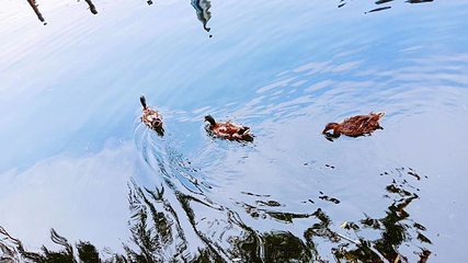 什刹海风景区第 317 张图片