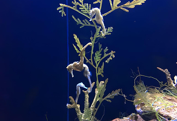 上海海洋水族馆第 225 张图片