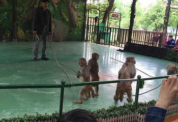 武汉东湖猴岛第 25 张图片