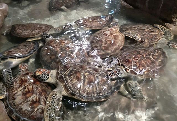 海洋大世界第 38 张图片