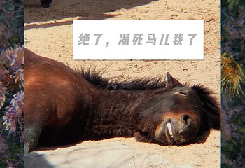 鄂尔多斯野生动物园第 33 张图片