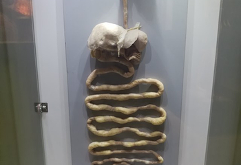 生命奥秘博物馆第 46 张图片