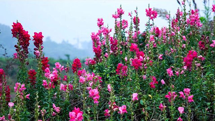 佛光花海音乐节第 7 张图片
