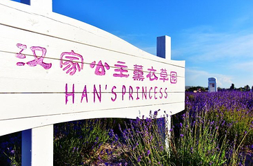 汉家公主薰衣草园第 23 张图片