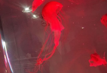 徐州海底世界第 13 张图片