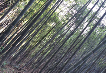 石门冲自然生态景区第 26 张图片
