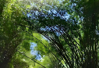 蜀南竹海第 86 张图片
