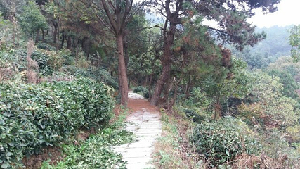花乡茶谷旅游景区第 56 张图片