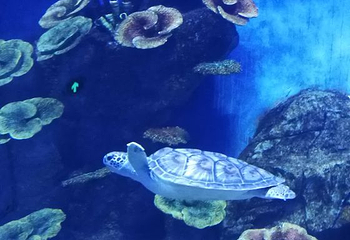 南宁极地海洋世界第 42 张图片