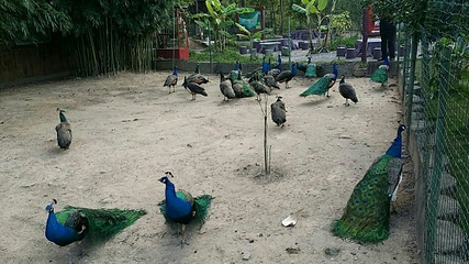 百鸟乐园第 20 张图片