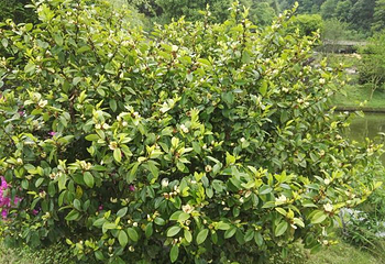 婺源瑶湾景区第 23 张图片