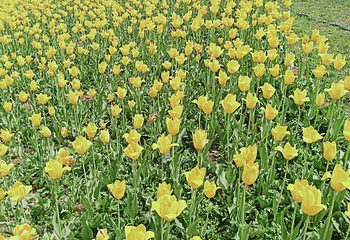 豪泽国际郁金香花海欢乐城第 53 张图片