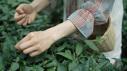 蒙顶山第 183 张图片