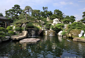 陈村花卉世界第 41 张图片