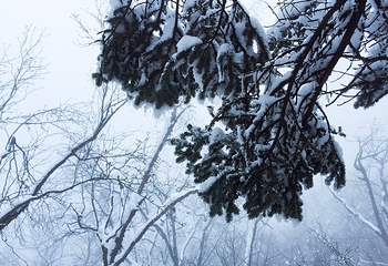 西岭雪山（滑雪场景区）第 72 张图片
