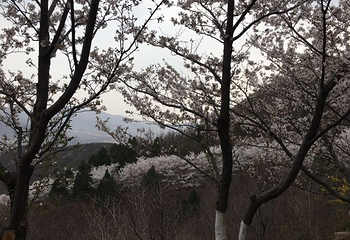 樱花山风景区第 48 张图片
