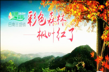 彩色森林第 18 张图片