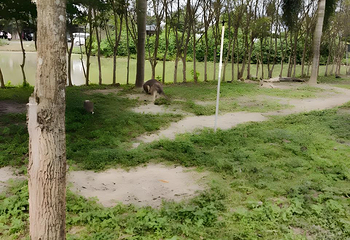 天鹅湖动物基地第 59 张图片
