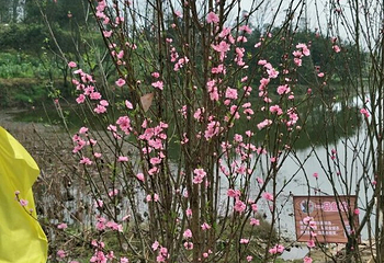 美樱花海第 33 张图片