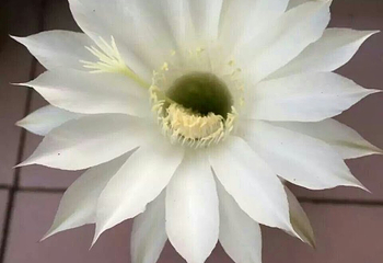 龙桥百花洲第 8 张图片
