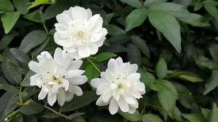 花卉园艺展示馆第 8 张图片