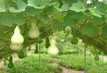 蔬菜科技示范园第 6 张图片