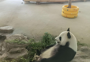 刘公岛景区第 221 张图片