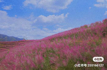 雨花谷薰衣草庄园第 11 张图片