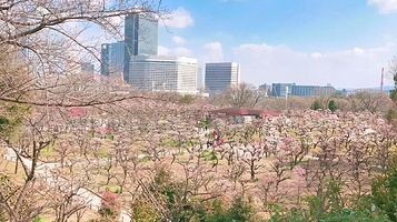 大阪城梅林