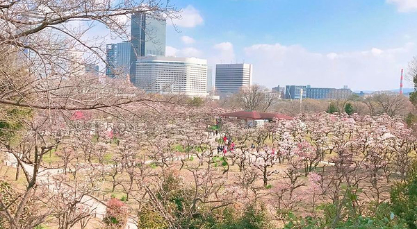 大阪城梅林