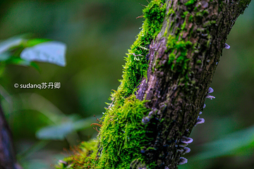 西狭颂景区第 8 张图片