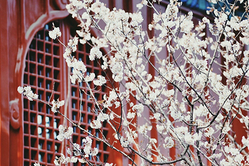 大觉寺第 13 张图片