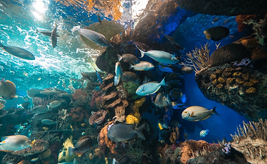 加拿大里普利水族馆第 10 张图片