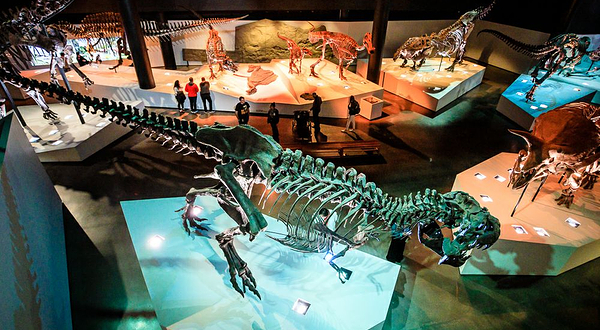 休斯顿自然科学博物馆