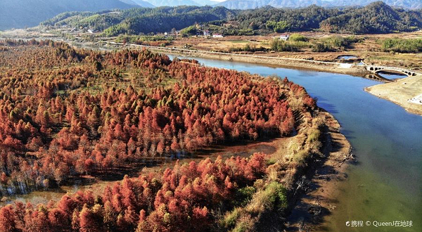 落羽红杉林景区