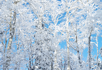 大雪山国立公园第 7 张图片