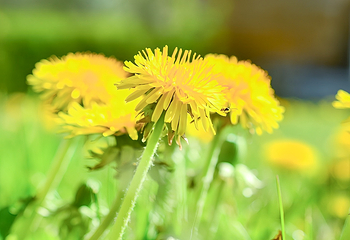 汉中油菜花海第 31 张图片