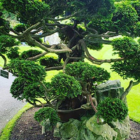 爱尔兰国家种马场