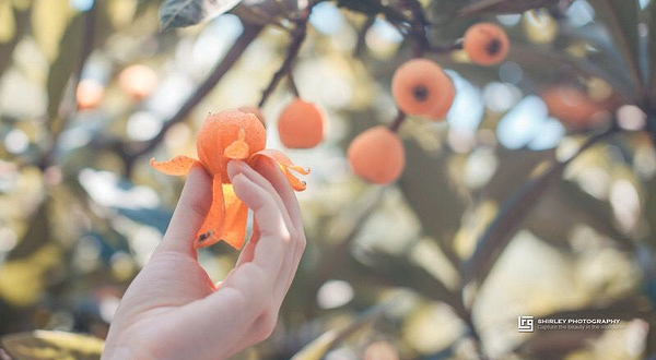 塘栖枇杷特色园区