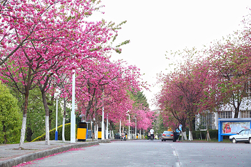 大理大学第 27 张图片