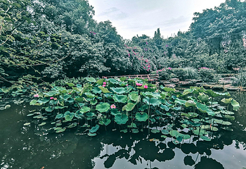 百花潭公园第 22 张图片