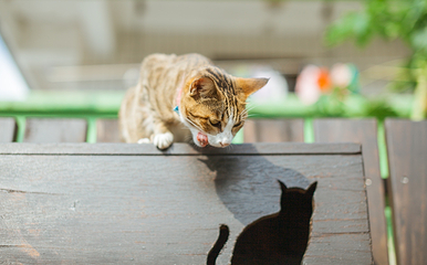 猴硐猫村第 11 张图片