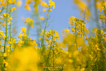 汉中油菜花海第 6 张图片