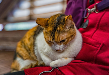 猴硐猫村第 8 张图片