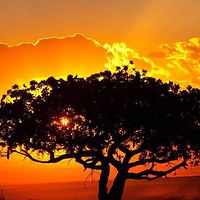 阿鲁沙国家公园