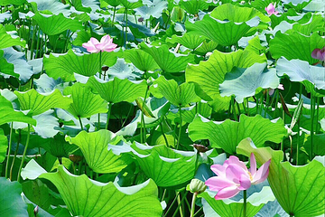 小莲庄第 41 张图片
